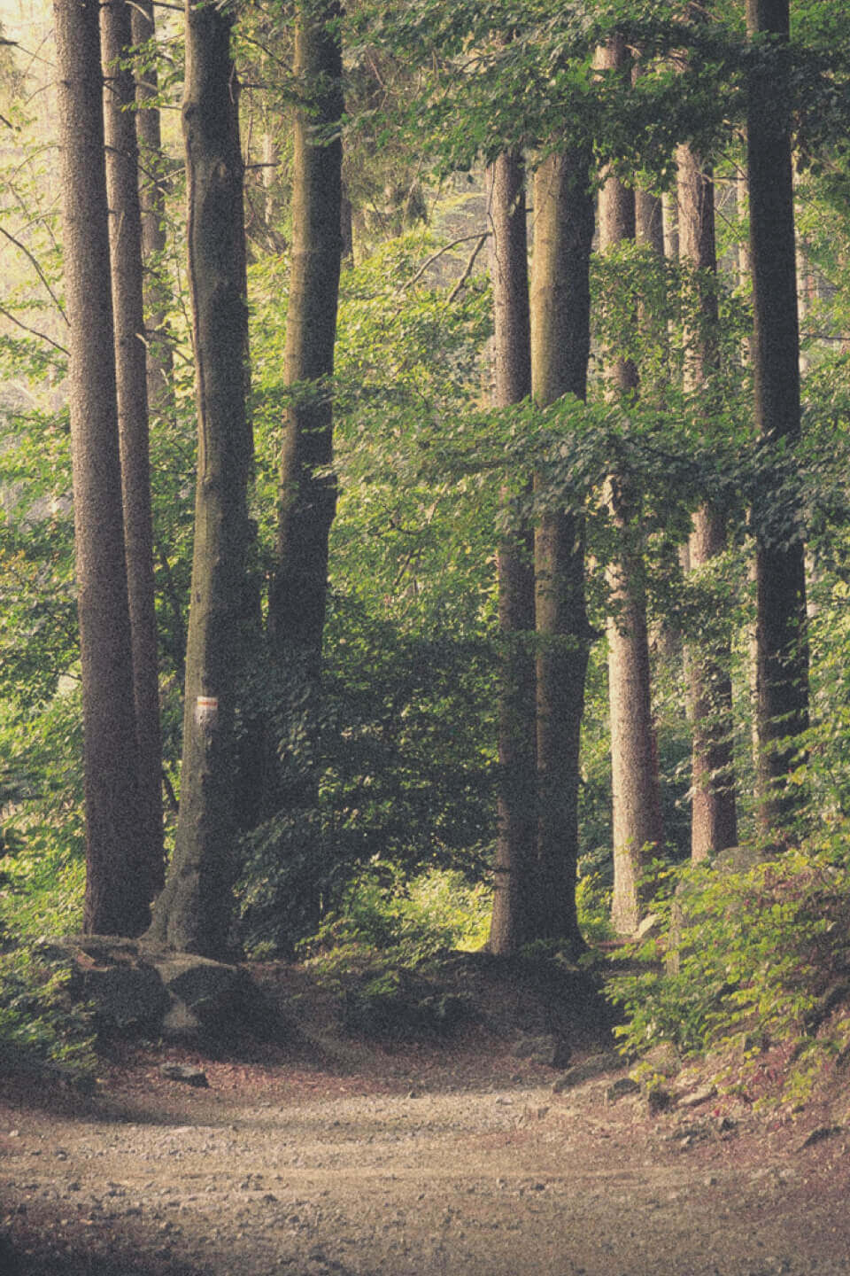 DS CarbonPlan Mobile