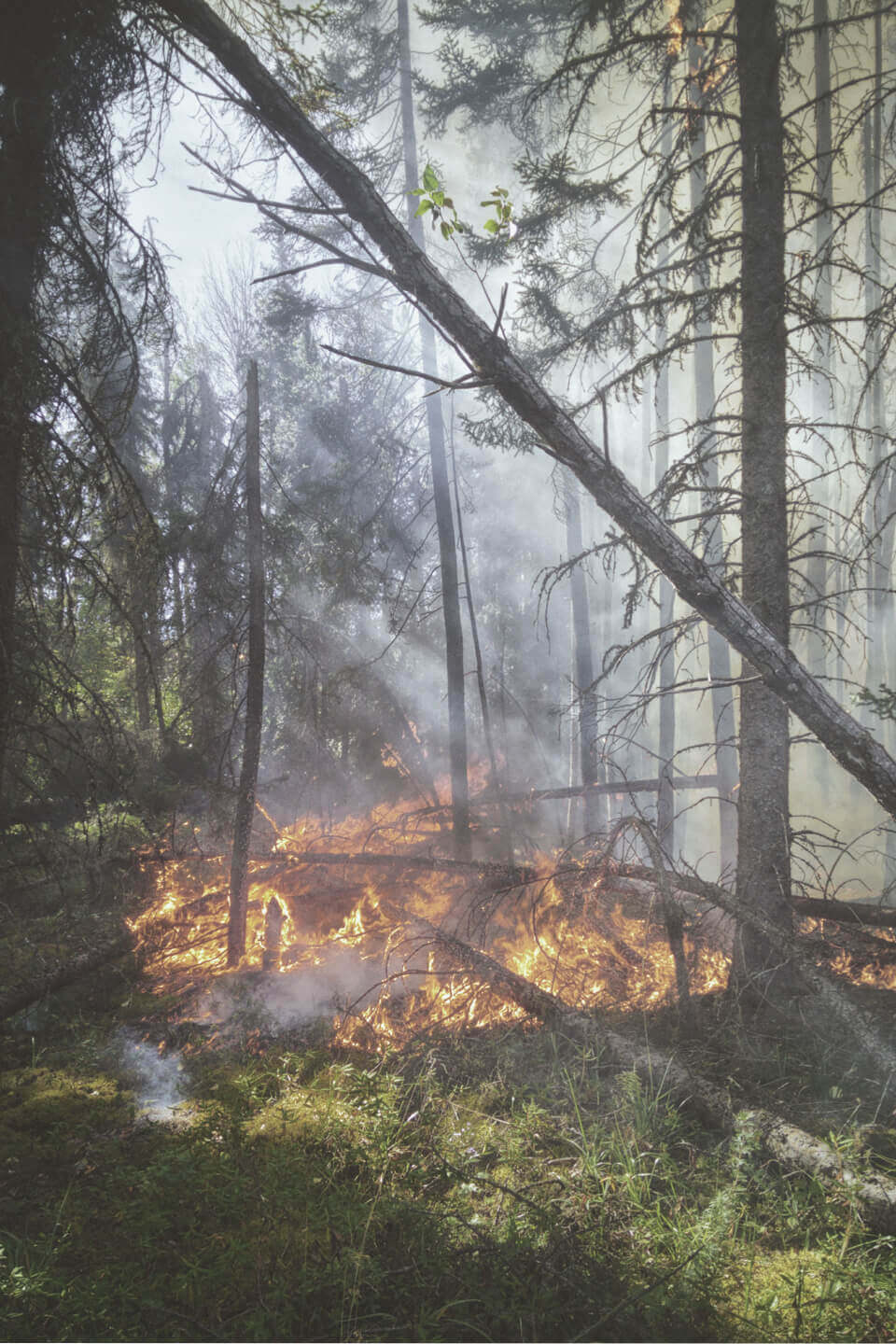 DS TorchedEarth Mobile